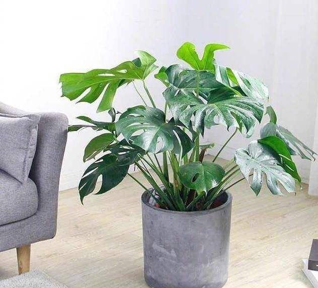 養哪些植物可以去除甲醛異味